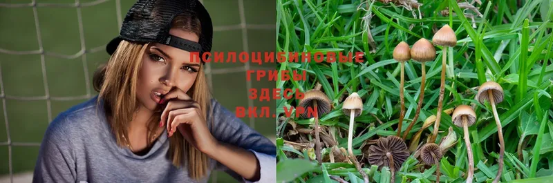 купить   Ужур  OMG ссылка  Галлюциногенные грибы MAGIC MUSHROOMS 